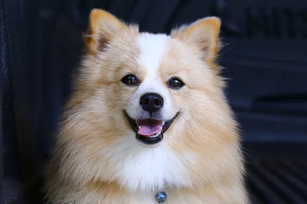 Pomeranian Chihuahua Mezcla Perro Con Marrón Sarawasi Pie Mirando Hacia —  Fotos de Stock