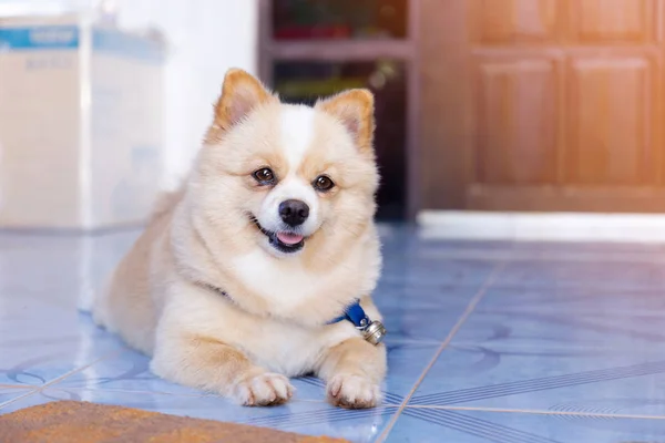 Brown Dog Sleeps Floor Looking Forward — Stock Photo, Image