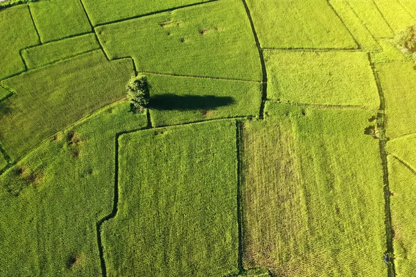 Yüksek Açılı Görünüş Pirinç Tarlaları Ağaçlar — Stok fotoğraf