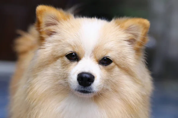 Pomeranian Chihuahua karışımı köpek sabırsızlıkla kahverengi Sarawasi ayakta ile.
