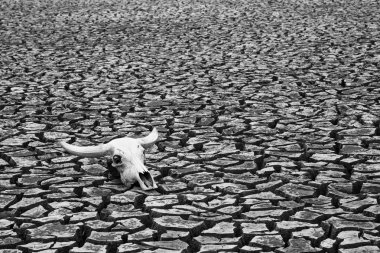 Buffalo skull bir çorak bir toprak üzerinde dinlenme.