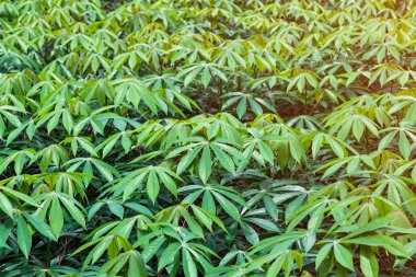 Bahçedeki manyok tam kare fotoğraf