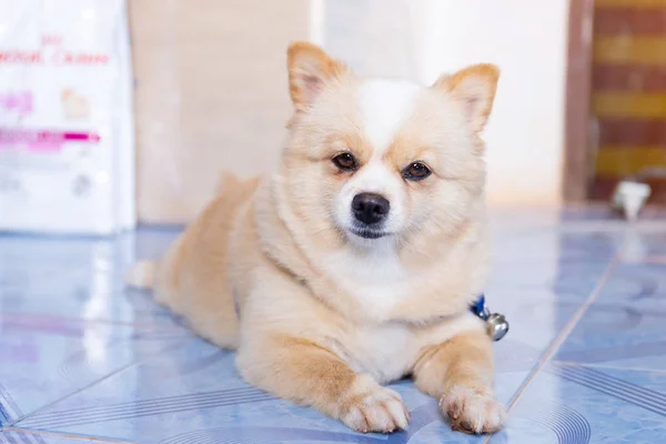 Brown Dog Sleeps Floor Looking Forward — Stock Photo, Image