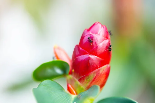 Nahaufnahme Fotos Von Ameisen Die Roten Blumen Hängen — Stockfoto