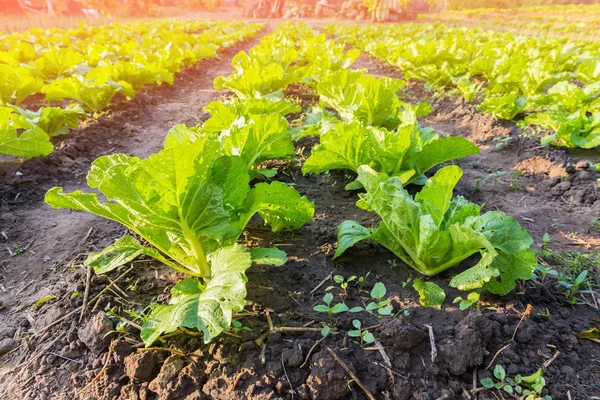 Green cabbage is a line in the vegetable plots.