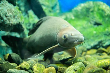 Akvaryumdaki balıklar