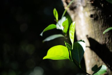 Yumuşak yapraklar parlak yeşil meyveler.