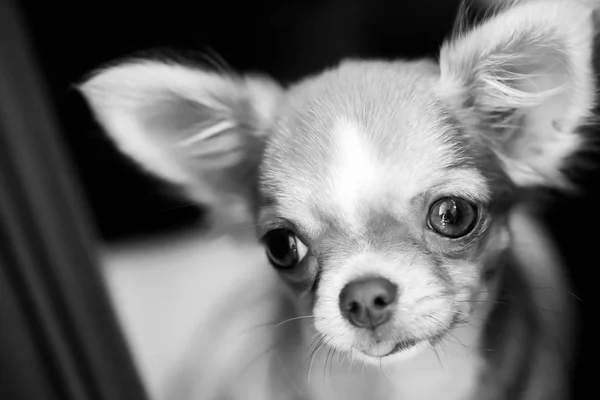 Chihuahua Dog Brown Hair Looking Forward Black White Image — Stock Photo, Image