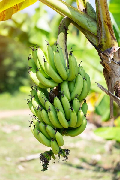 Ακατέργαστες Μπανάνες Στο Δέντρο Κλείσιμο — Φωτογραφία Αρχείου