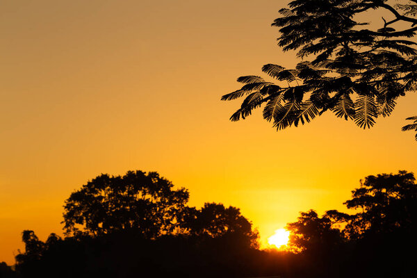 Trees without leaves at sunrise with a red-orange.