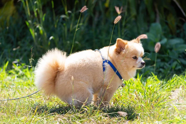 Chihuahua Perro Está Defecando Césped —  Fotos de Stock