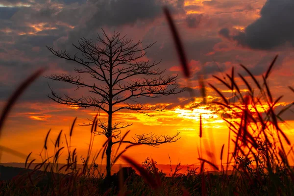 Güneşin Doğuşunda Yapraksız Ağaçlar Kırmızı Turuncu — Stok fotoğraf