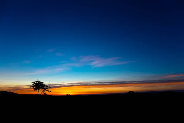 Jedna Silueta Stromu Během Východu Slunce — Stock fotografie