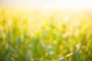 Bokeh arkaplan, pirinç tarlaları, parlak yeşil