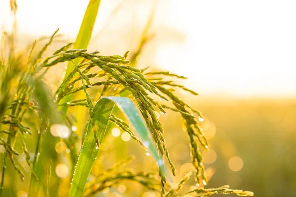 Altın sarısı pirinç ve sabah güneşi