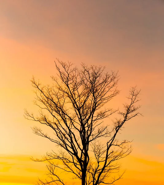 Mrtvé Stromy Večer Západ Slunce — Stock fotografie