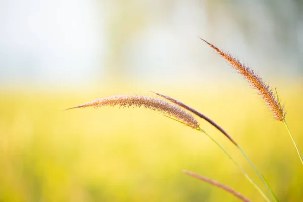 Gras Morgen Und Tautropfen lizenzfreie Stockbilder