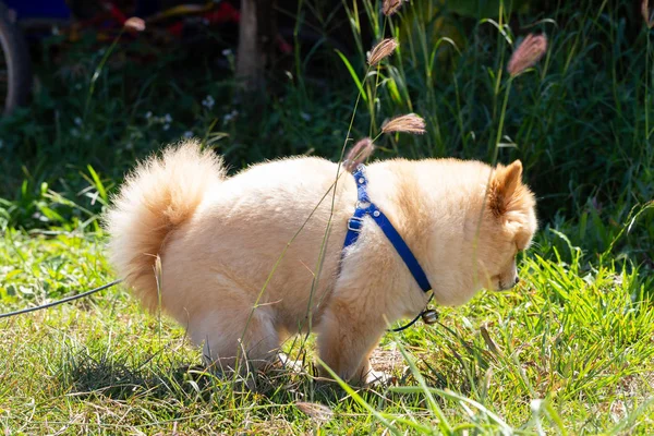 Chihuahua Perro Está Defecando Césped —  Fotos de Stock