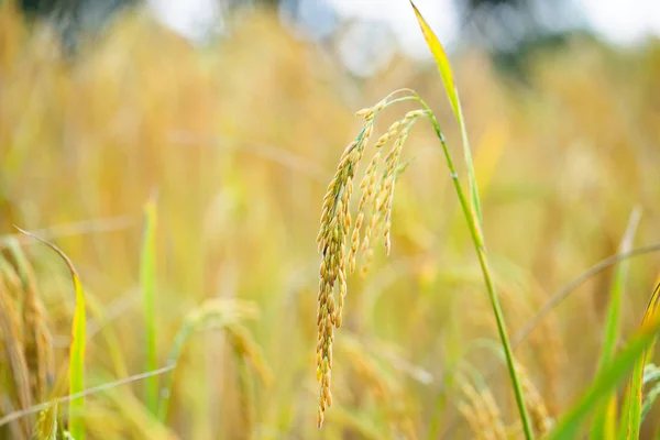 Golden yellow rice grains in rice fields