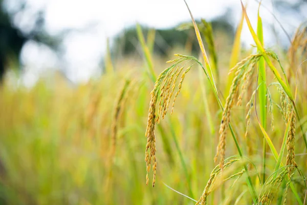 Rice grains in rice fields