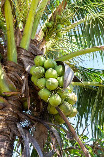 Pohon kelapa dengan buah kelapa. — Stok Foto