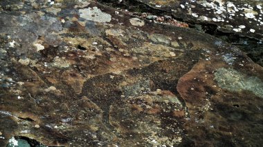 Rock çizim Altay Cumhuriyeti.