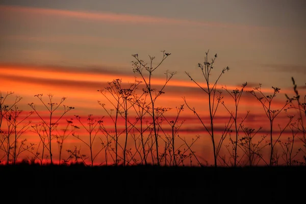 Suchej Trawy Przed Zachód Słońca — Zdjęcie stockowe