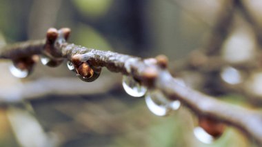 Yağmur damlaları çalılar kiraz üzerinde asılı.