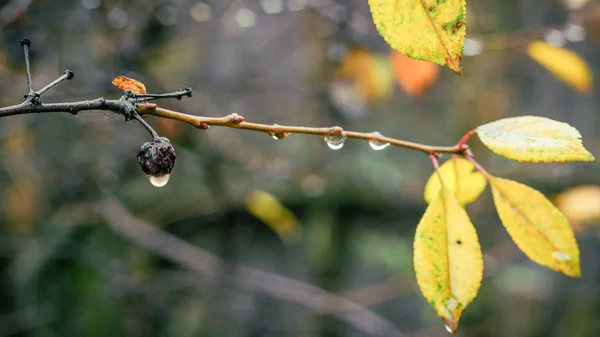 Gotas Lluvia Colgando Los Arbustos Cerezas — Foto de Stock