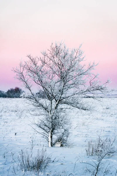 Bel Arbre Recouvert Neige Sur Fond Journée Qui Passait Cette — Photo