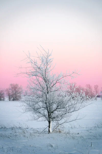 Bel Arbre Recouvert Neige Sur Fond Journée Qui Passait Cette — Photo