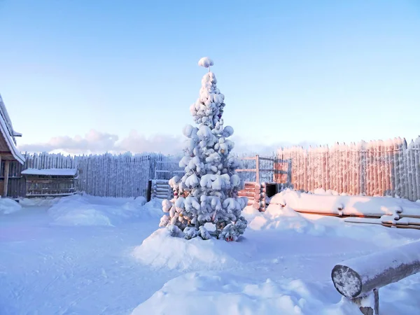 Різдвяна Сосна Вкрита Снігом Красивий Зимовий Пейзаж — стокове фото