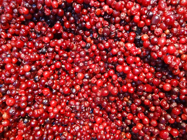 Красные ягоды, яркий осенний фон — стоковое фото