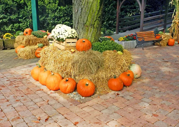 Schöner Kürbis als Dekoration für Halloween im Park. — Stockfoto