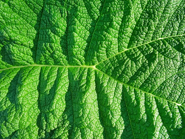Koyu yeşil doku ile tropikal yaprak büyük yeşillik — Stok fotoğraf