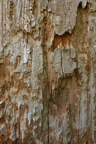 Textura colorida madera vieja — Foto de Stock