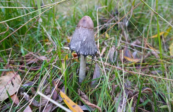 Pequeños hongos en la hierba —  Fotos de Stock