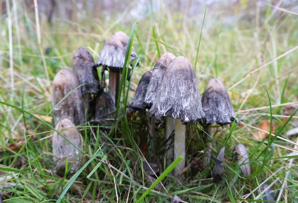 草丛中的小蘑菇 — 图库照片
