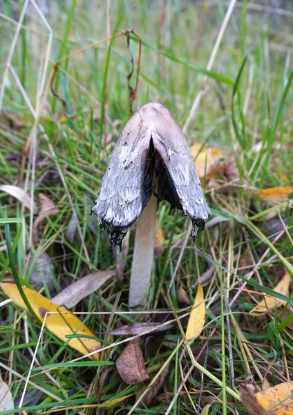 Pequeños hongos en la hierba — Foto de Stock