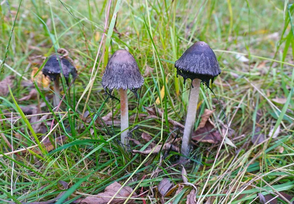 Kleiner Pilz im Gras — Stockfoto