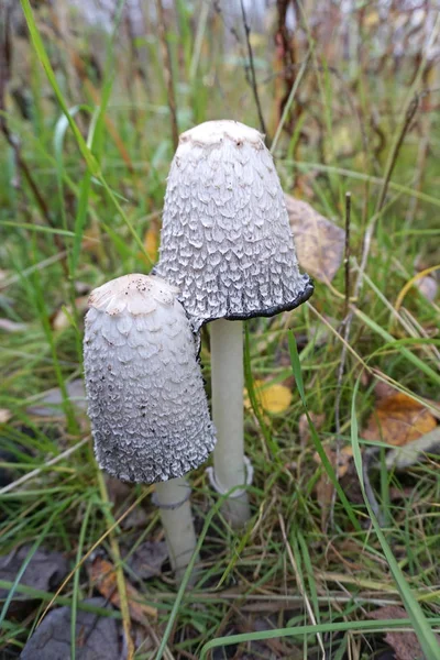 Kleine Pilze im Gras — Stockfoto