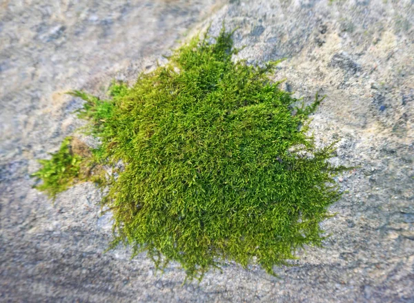 Старий камінь з зеленою цвіллю і мохом — стокове фото