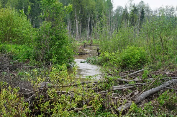 View of a misty swamp in the forest with copy space