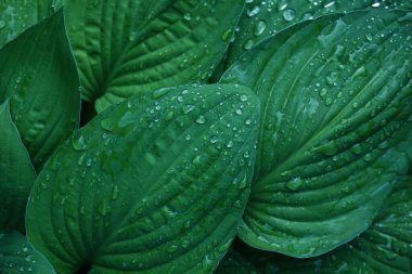 Damlalı yeşil yapraklar, doğal arkaplan ve duvar kağıdı                               