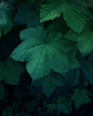 Yeşil yapraklar arka plan, Doğal arkaplan ve duvar kağıdı                               