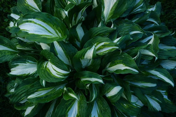 Damlalı Yeşil Yapraklar Doğal Arkaplan Duvar Kağıdı — Stok fotoğraf