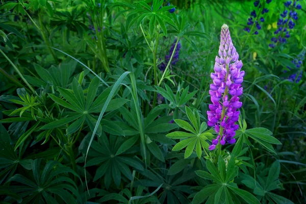 Květiny Fireweed Chamaenerion Angostifolium Slunečného Letního Dne — Stock fotografie