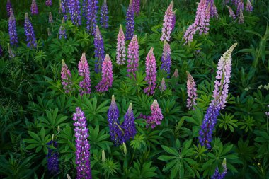 Fireweed çiçekleri, Chamaenerion angostifolium güneşli bir yaz gününde                               