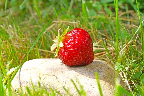 Jordgubbar Jordgubbar Grönt Gräs Bondens Trädgård Solens Klara Strålar — Stockfoto