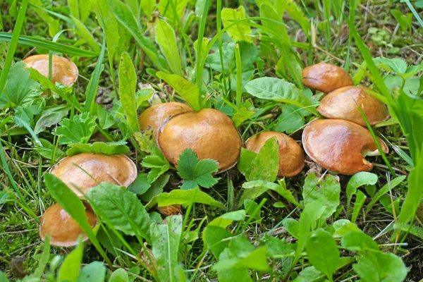 Schöne Nahaufnahme Einer Pilzgruppe Die Auf Einem Teestamm Mit Grünem — Stockfoto